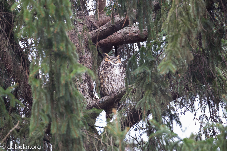 Canon EOS 5D Mark III  --  349 mm  --  EF100-400mm f/4.5-5.6L IS II USM  