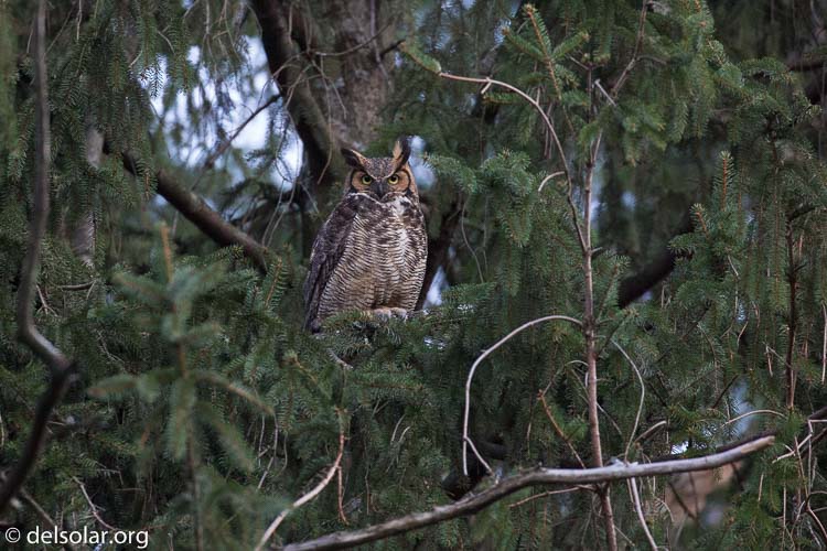Canon EOS 5D Mark III  --  400 mm  --  EF100-400mm f/4.5-5.6L IS II USM  