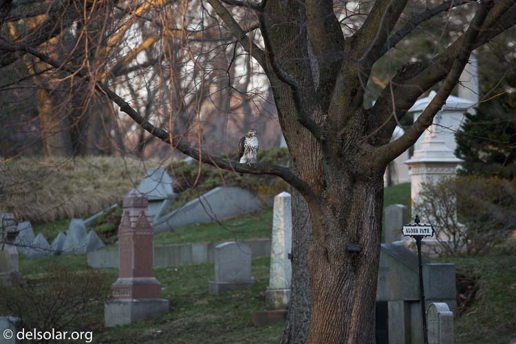 Canon EOS 5D Mark III  --  400 mm  --  EF100-400mm f/4.5-5.6L IS II USM  