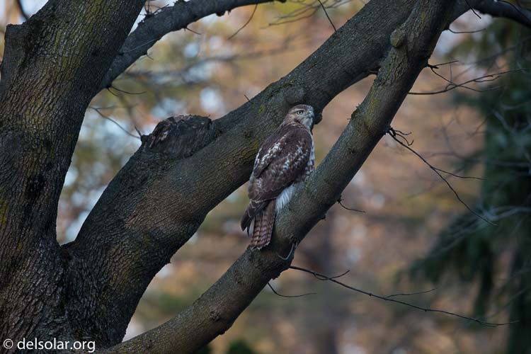 Canon EOS 5D Mark III  --  400 mm  --  EF100-400mm f/4.5-5.6L IS II USM  