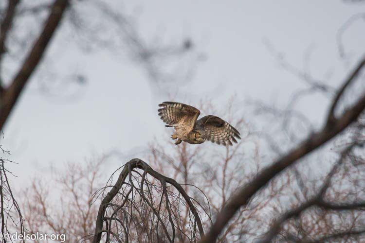 Canon EOS 5D Mark III  --  400 mm  --  EF100-400mm f/4.5-5.6L IS II USM  