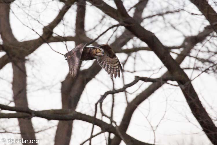 Canon EOS 5D Mark III  --  400 mm  --  EF100-400mm f/4.5-5.6L IS II USM  