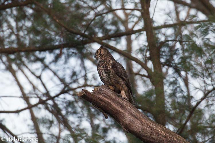 Canon EOS 5D Mark III  --  349 mm  --  EF100-400mm f/4.5-5.6L IS II USM  