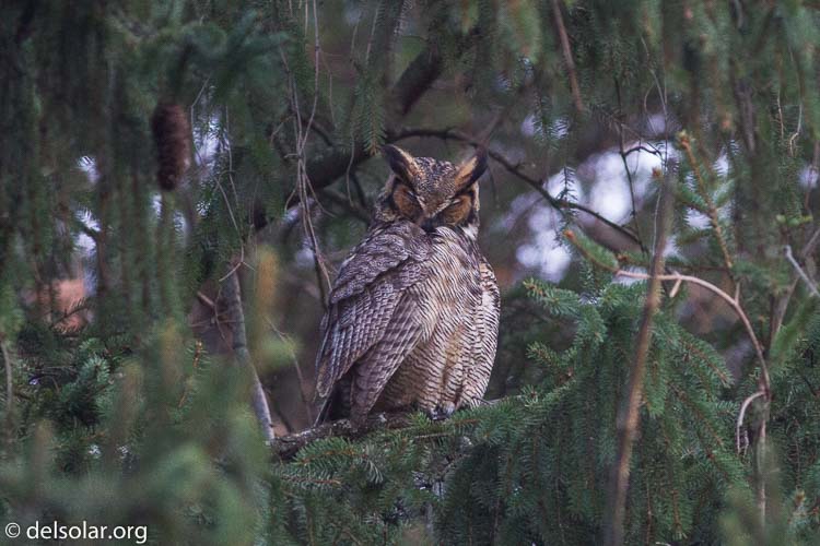 Canon EOS 7D  --  400 mm  --  EF400mm f/5.6L USM  