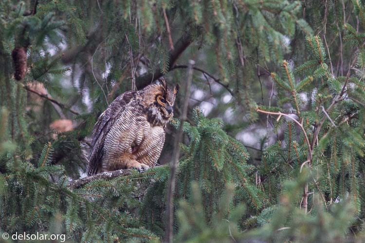 Canon EOS 7D  --  400 mm  --  EF400mm f/5.6L USM  