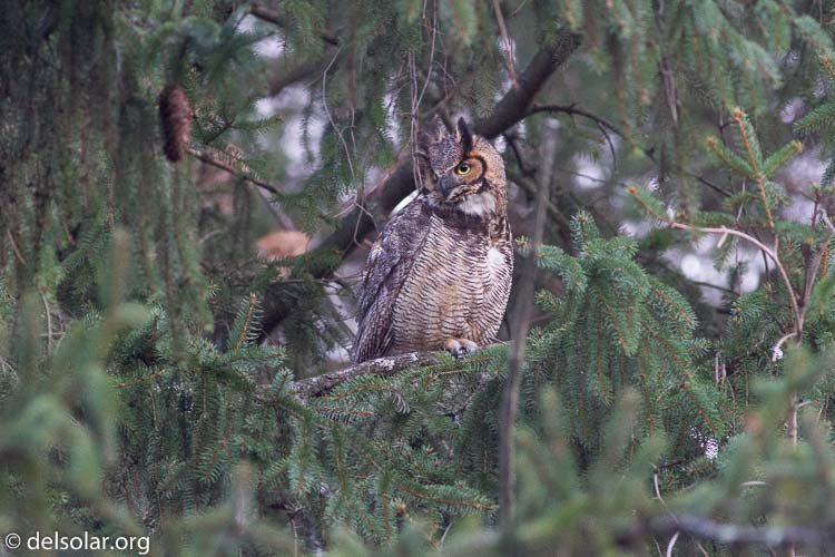 Canon EOS 7D  --  400 mm  --  EF400mm f/5.6L USM  