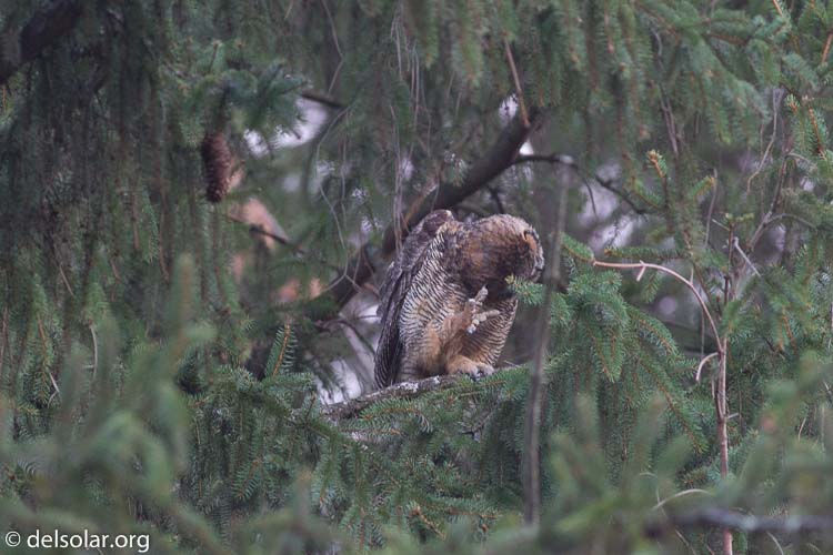 Canon EOS 7D  --  400 mm  --  EF400mm f/5.6L USM  