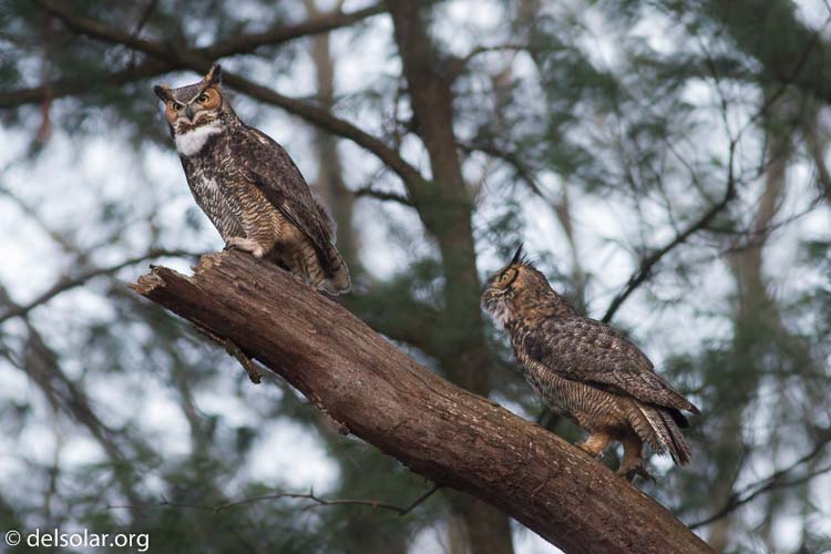 Canon EOS 7D  --  400 mm  --  EF400mm f/5.6L USM  