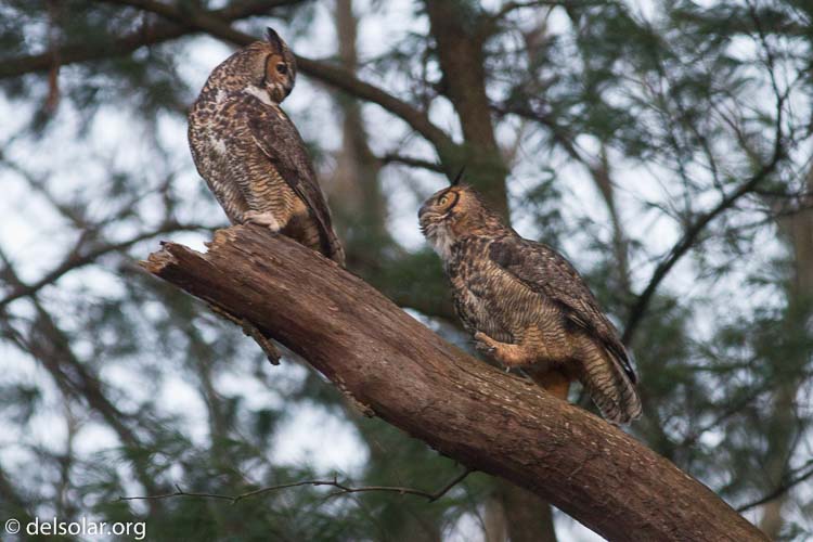 Canon EOS 7D  --  400 mm  --  EF400mm f/5.6L USM  