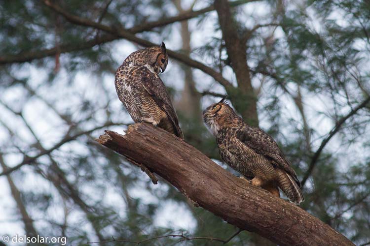 Canon EOS 7D  --  400 mm  --  EF400mm f/5.6L USM  