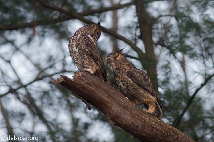 Canon EOS 7D  --  400 mm  --  EF400mm f/5.6L USM  