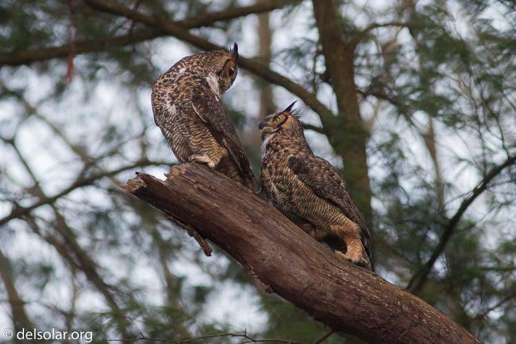 Canon EOS 7D  --  400 mm  --  EF400mm f/5.6L USM  