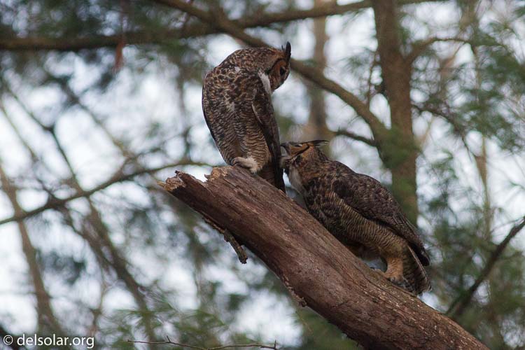 Canon EOS 7D  --  400 mm  --  EF400mm f/5.6L USM  