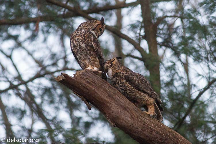 Canon EOS 7D  --  400 mm  --  EF400mm f/5.6L USM  