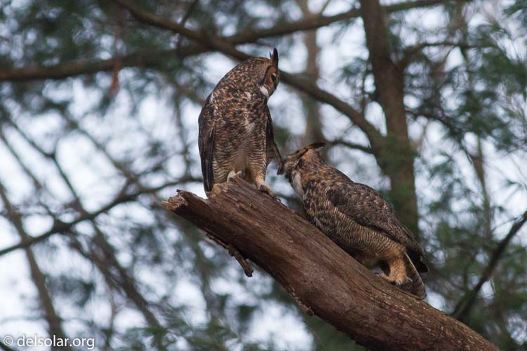 Canon EOS 7D  --  400 mm  --  EF400mm f/5.6L USM  