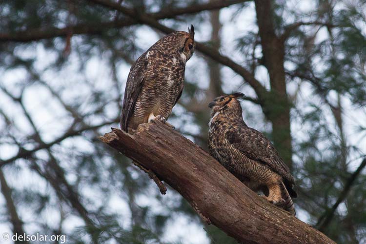 Canon EOS 7D  --  400 mm  --  EF400mm f/5.6L USM  