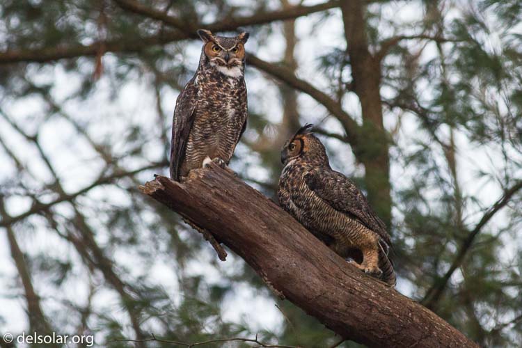 Canon EOS 7D  --  400 mm  --  EF400mm f/5.6L USM  