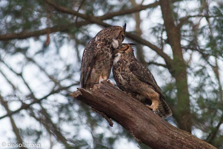 Canon EOS 7D  --  400 mm  --  EF400mm f/5.6L USM  