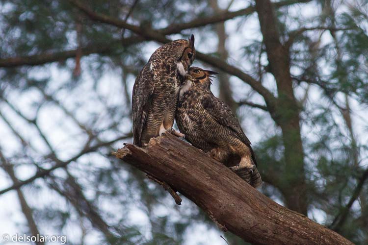 Canon EOS 7D  --  400 mm  --  EF400mm f/5.6L USM  