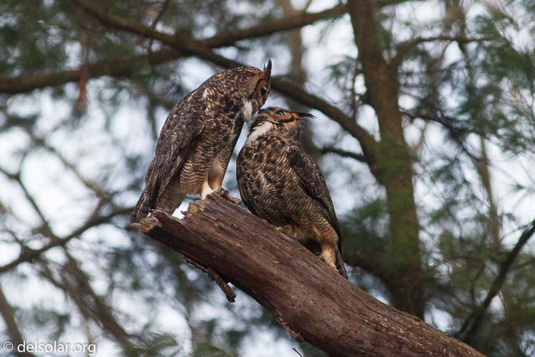 Canon EOS 7D  --  400 mm  --  EF400mm f/5.6L USM  