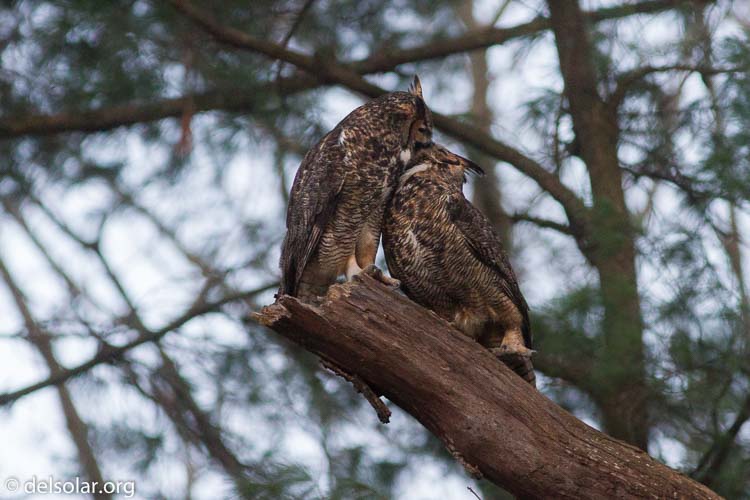 Canon EOS 7D  --  400 mm  --  EF400mm f/5.6L USM  