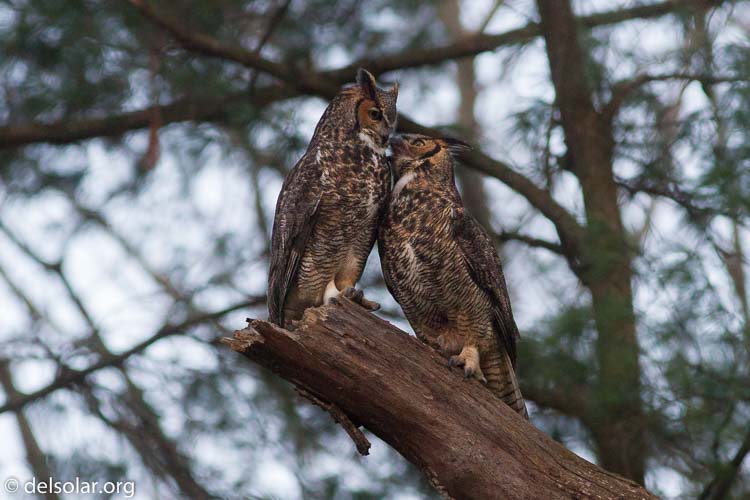 Canon EOS 7D  --  400 mm  --  EF400mm f/5.6L USM  