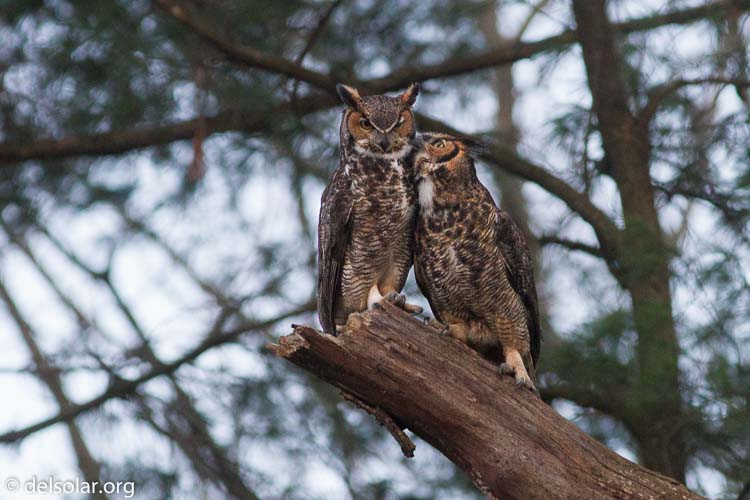 Canon EOS 7D  --  400 mm  --  EF400mm f/5.6L USM  