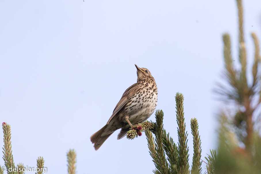 Canon EOS 7D Mark II  --  EF100-400mm f/4.5-5.6L IS II USM -- 1/2000 sec at f / 6.3 -- ISO 1250 -- 1 EV -- 