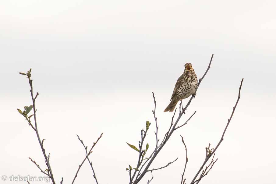 Canon EOS 7D Mark II  --  EF100-400mm f/4.5-5.6L IS II USM -- 1/6400 sec at f / 6.3 -- ISO 1250 -- 2 EV -- 