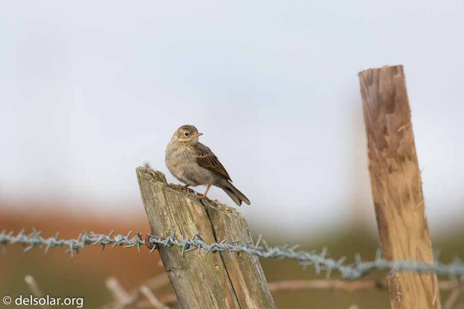 Canon EOS 7D Mark II  --  EF100-400mm f/4.5-5.6L IS II USM -- 1/1600 sec at f / 6.3 -- ISO 400 -- 2/3 EV -- 