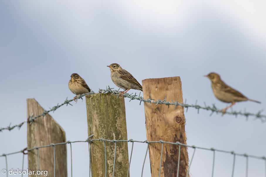 Canon EOS 7D Mark II  --  EF100-400mm f/4.5-5.6L IS II USM -- 1/2000 sec at f / 6.3 -- ISO 400 -- 2/3 EV -- 