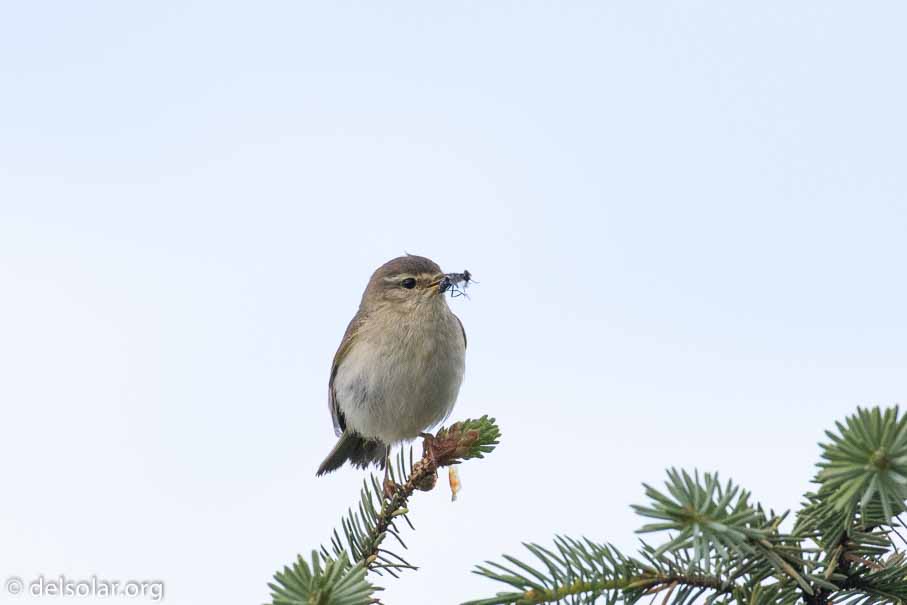 Canon EOS 7D Mark II  --  EF100-400mm f/4.5-5.6L IS II USM -- 1/2500 sec at f / 6.3 -- ISO 1000 -- 2 EV -- 