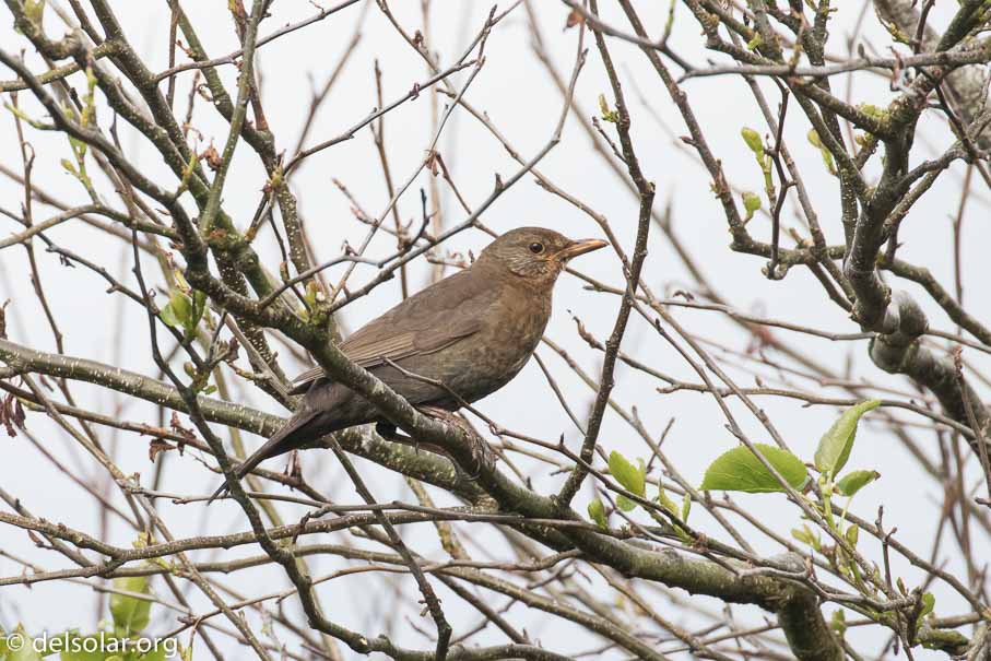 Canon EOS 7D Mark II  --  EF100-400mm f/4.5-5.6L IS II USM -- 1/1000 sec at f / 6.3 -- ISO 1000 -- 1 2/3 EV -- 