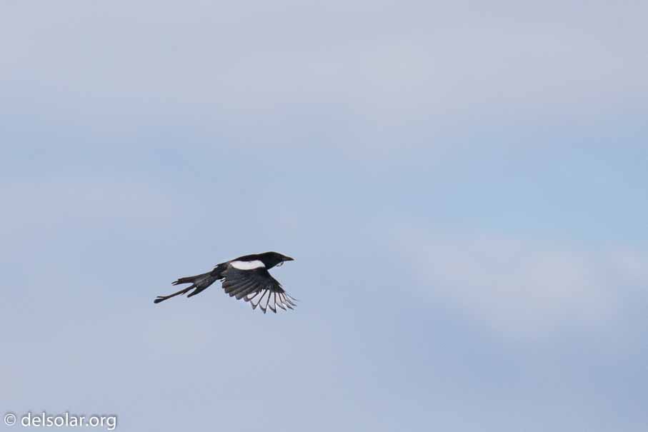 Canon EOS 7D Mark II  --  EF100-400mm f/4.5-5.6L IS II USM -- 1/6400 sec at f / 6.3 -- ISO 1000 -- 1 EV -- 