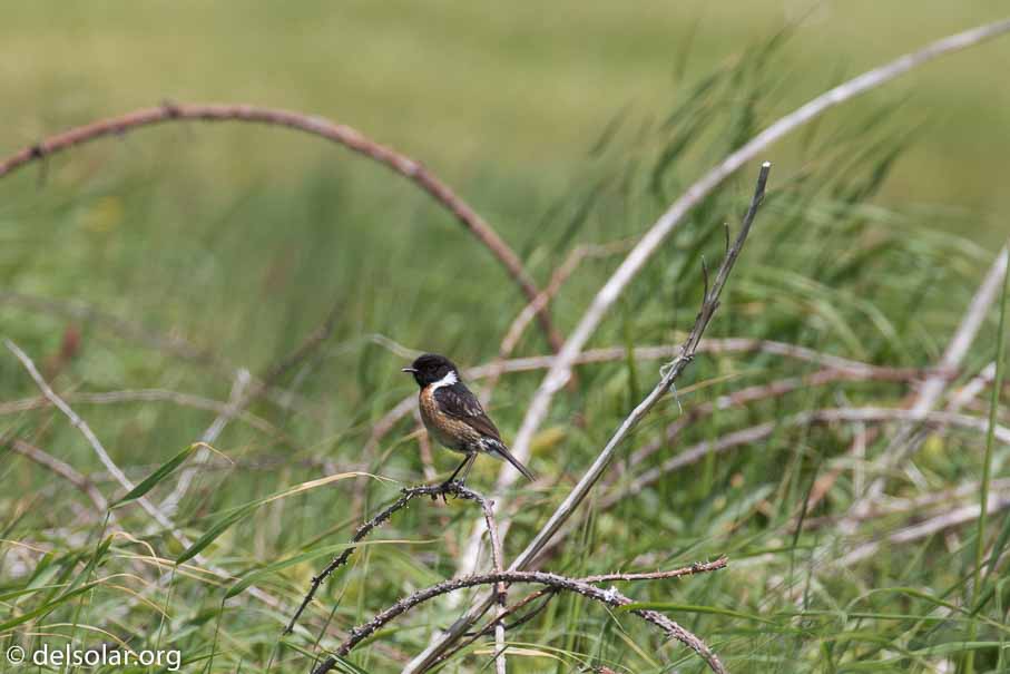 Canon EOS 7D Mark II  --  EF100-400mm f/4.5-5.6L IS II USM +1.4x III -- 1/800 sec at f / 9.0 -- ISO 400 -- 1/3 EV -- 