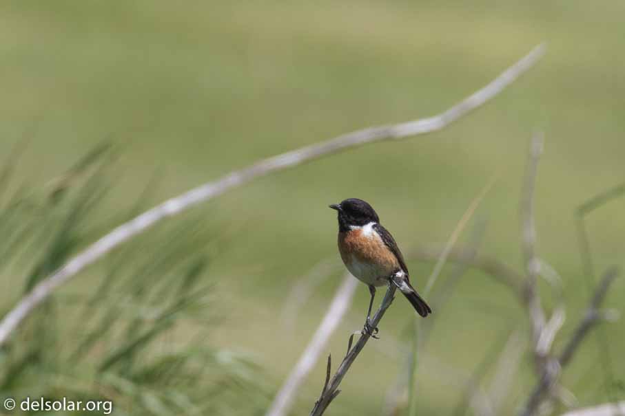 Canon EOS 7D Mark II  --  EF100-400mm f/4.5-5.6L IS II USM +1.4x III -- 1/1000 sec at f / 9.0 -- ISO 400 -- 1/3 EV -- 