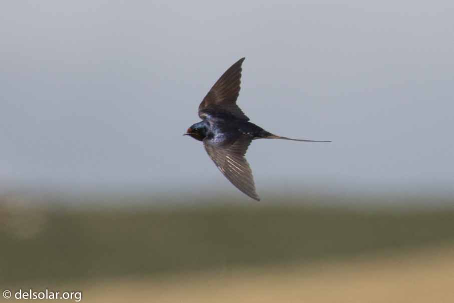 Canon EOS 7D Mark II  --  EF100-400mm f/4.5-5.6L IS II USM +1.4x III -- 1/3200 sec at f / 9.0 -- ISO 400 -- 1/3 EV -- 