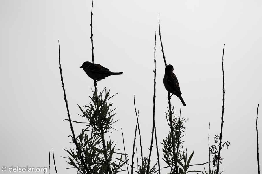 Canon EOS 7D Mark II  --  EF100-400mm f/4.5-5.6L IS II USM -- 1/3200 sec at f / 7.1 -- ISO 400 -- 1 EV -- 