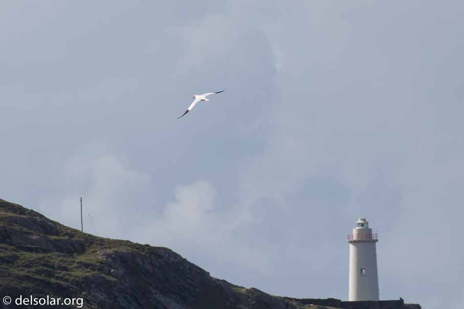 Canon EOS 7D Mark II  --  EF100-400mm f/4.5-5.6L IS II USM -- 1/1600 sec at f / 9.0 -- ISO 400 -- 1 EV -- 