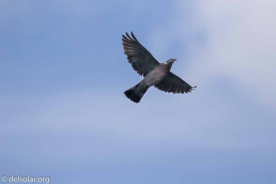 Canon EOS 7D Mark II  --  EF100-400mm f/4.5-5.6L IS II USM -- 1/8000 sec at f / 5.6 -- ISO 2000 -- 0 EV -- 