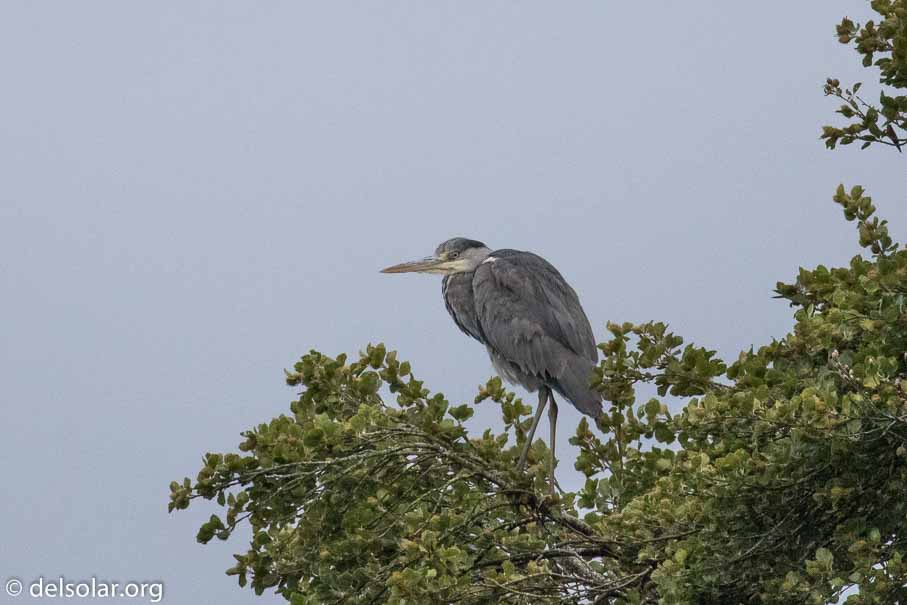 Canon EOS 7D Mark II  --  EF100-400mm f/4.5-5.6L IS II USM -- 1/8000 sec at f / 5.6 -- ISO 2000 -- 0 EV -- 