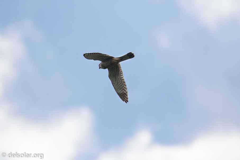 Canon EOS 7D Mark II  --  EF100-400mm f/4.5-5.6L IS II USM -- 1/8000 sec at f / 5.6 -- ISO 2000 -- 2/3 EV -- 