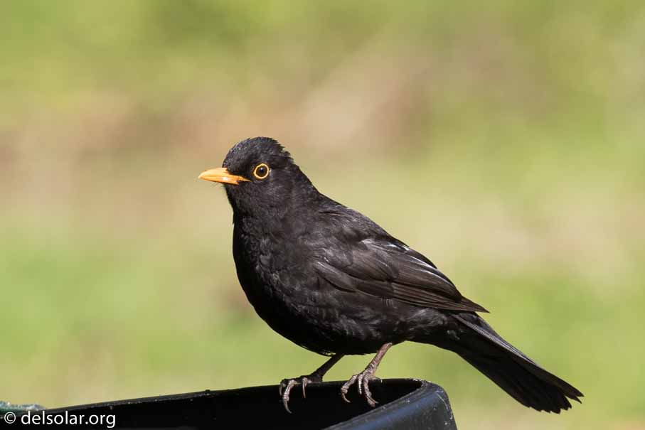 Canon EOS 7D Mark II  --  EF100-400mm f/4.5-5.6L IS II USM -- 1/400 sec at f / 7.1 -- ISO 200 -- 1/3 EV -- 