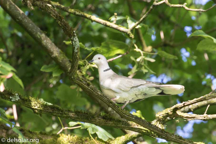 Canon EOS 7D Mark II  --  EF100-400mm f/4.5-5.6L IS II USM -- 1/50 sec at f / 7.1 -- ISO 200 -- 1/3 EV -- 