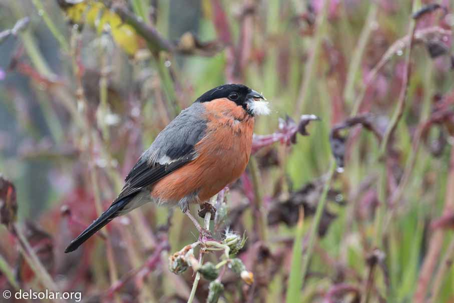 Canon EOS 7D Mark II  --  EF100-400mm f/4.5-5.6L IS II USM -- 1/250 sec at f / 6.3 -- ISO 640 -- 1/3 EV -- 