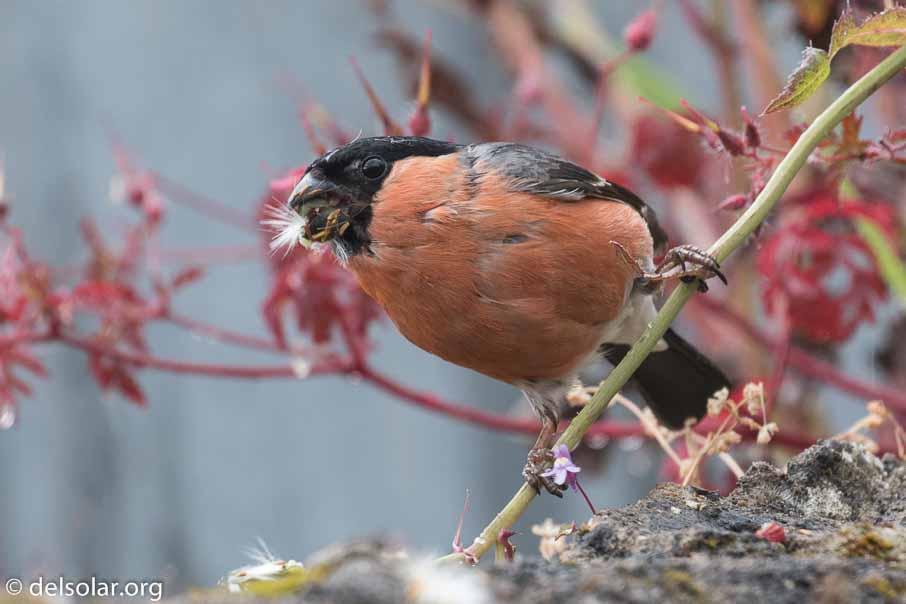 Canon EOS 7D Mark II  --  EF100-400mm f/4.5-5.6L IS II USM -- 1/250 sec at f / 7.1 -- ISO 640 -- 1/3 EV -- 