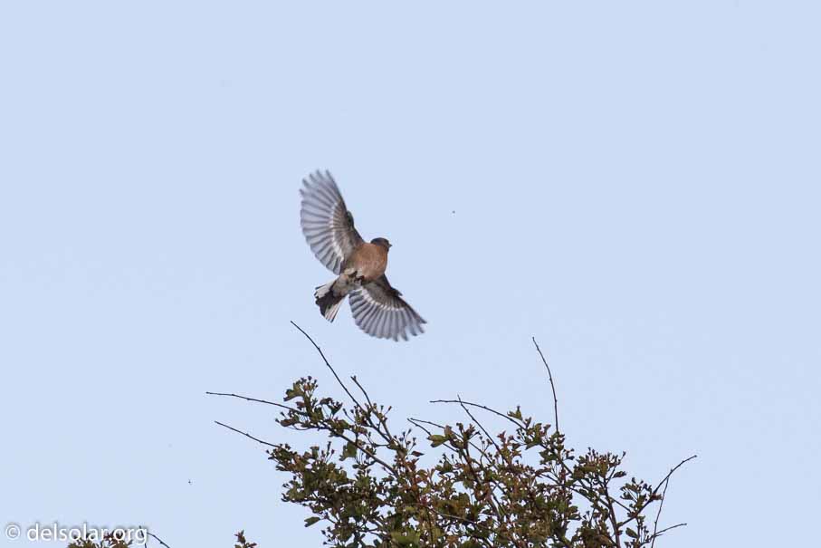 Canon EOS 7D Mark II  --  EF100-400mm f/4.5-5.6L IS II USM -- 1/2000 sec at f / 7.1 -- ISO 640 -- 1 1/3 EV -- 