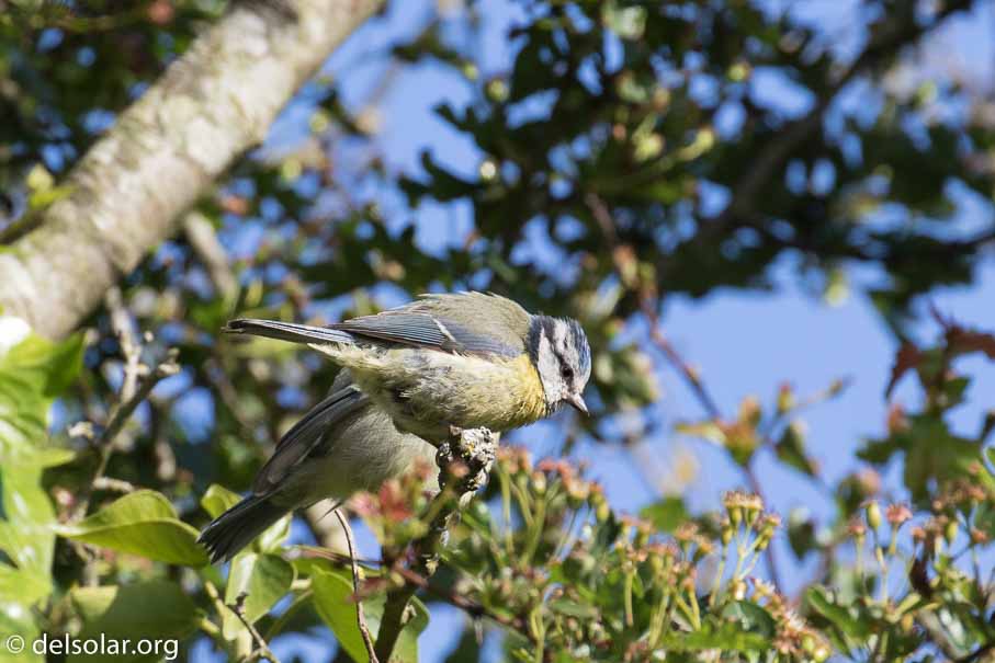 Canon EOS 7D Mark II  --  EF100-400mm f/4.5-5.6L IS II USM -- 1/640 sec at f / 7.1 -- ISO 320 -- 1/3 EV -- 