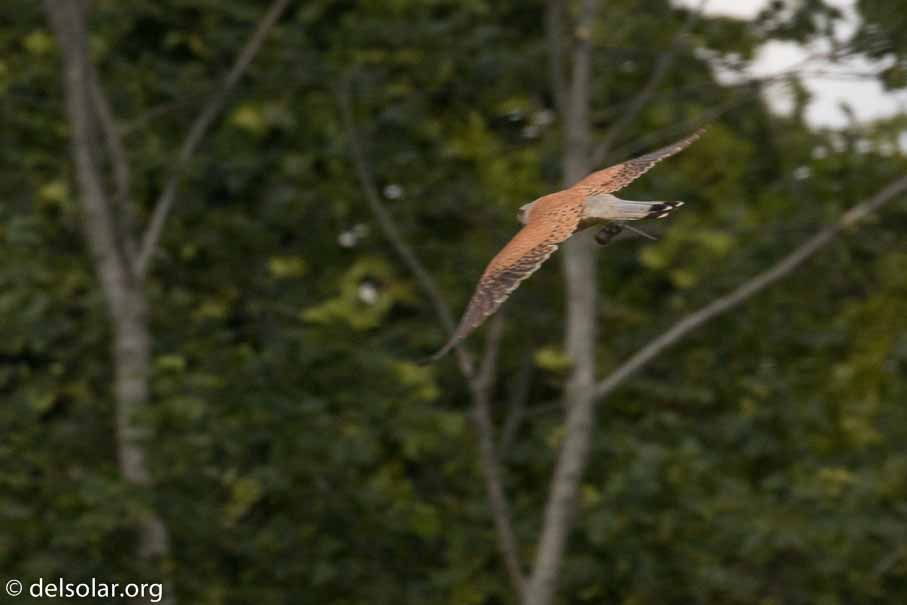 Canon EOS 7D Mark II  --  EF100-400mm f/4.5-5.6L IS II USM -- 1/800 sec at f / 11 -- ISO 200 -- 0 EV -- 