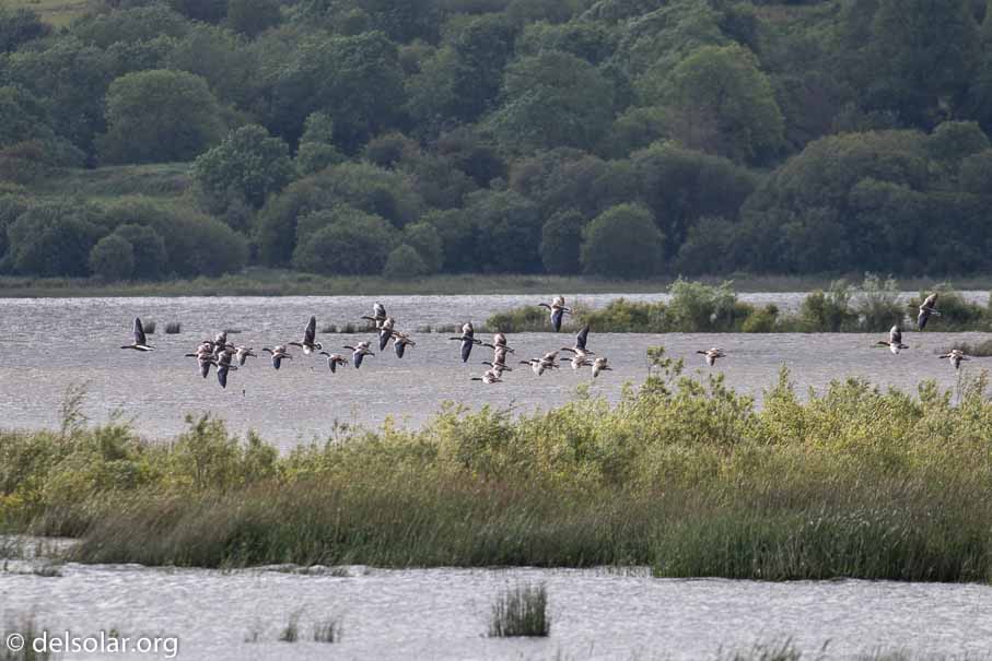 Canon EOS 7D Mark II  --  EF100-400mm f/4.5-5.6L IS II USM -- 1/800 sec at f / 5.6 -- ISO 320 -- 2/3 EV -- 